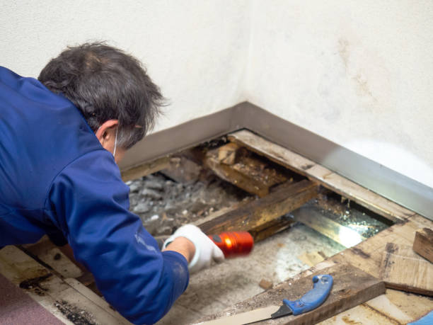 Best Office Mold Removal Services  in Massanetta Springs, VA