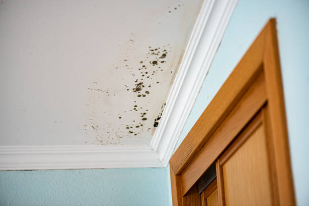 Best Fast Mold Removal  in Massanetta Springs, VA