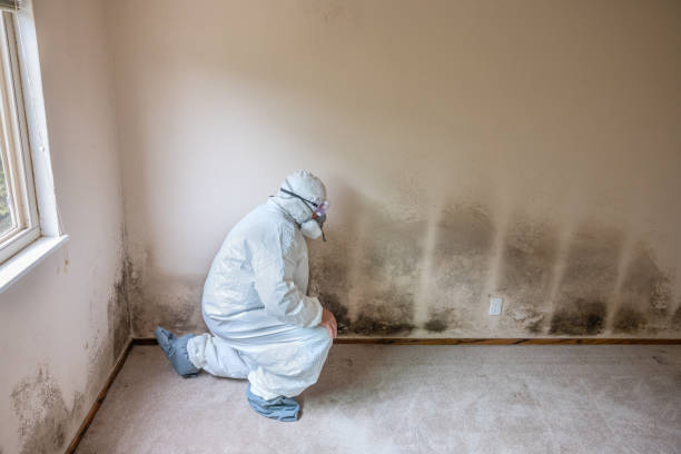 Best Attic Mold Removal  in Massanetta Springs, VA